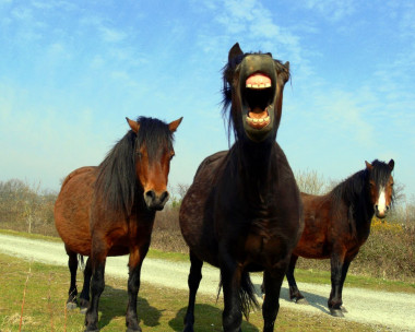 <p> Los caballos utilizan músculos faciales similares a los seres humanos, lo que sugiere un paralelismo evolutivo en la forma en la que los caballos y los seres humanos utilizan el rostro para comunicarse. / <a href="https://www.flickr.com/photos/welshdan/" title="Ir a la galería de Welshdan" target="_self">Welshdan</a></p>