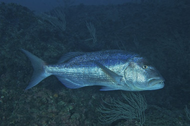 <p>En el contexto del calentamiento global, si el dentón cambia de zonas marinas donde alimentarse, todo el conjunto del ecosistema costero puede verse afectado. / Josep Clotas</p>
