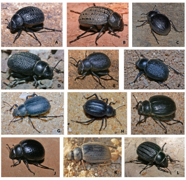 <p>Diferentes especies del género<em> Pimelia. </em>Los especímenes han sido colectados en Francia, España, Marruecos, Turquía o Catar<em>: </em>(A)<em> P. Amblyptera scabrosa; </em>(B)<em> P. </em><em>Amblypteraca) chrysomeloides; </em>(C)<em> P. Italomelia angusticollis;</em>(D)<em> P.Iberomelia obscura; </em>(E)<em> P. Magrebmelia maura; </em>(F)<em> P. (Iberomelia) ruida; </em>(G)<em> P. Camphonota longula; </em>(H)<em> P. Pimelia arabica; </em>(I)<em> P. Melanostola laeviuscula; </em>(J)<em> P. Camphonota subglobosa; </em>(K)<em> P. Aphanaspis canariensis; </em>(L)<em> P. Pimelia castellana.</em><em> </em><em>/</em><em> Paloma Mas-Peinado y Mario García París</em></p>