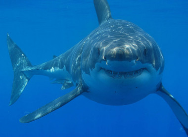 <p>La evolución de grandes depredadores tiene en los saltos metabólicos el elemento vertebrador, como consecuencia de factores variados / <a href="https://es.wikipedia.org/wiki/Carcharodon_carcharias#/media/File:Great_white_shark_south_africa.jpg" target="_blank">Hermanus Backpackers</a></p>