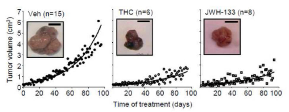 <p>Los cannabinoides disminuyen el crecimiento de tumores en un modelo animal preclínico de cáncer de mama. Se muestran en la imagen las curvas de crecimiento de los tumores tratados con cannabinoides (THC y JWH-133) o el correspondiente vehículo (Veh) e imágenes representativas de los tumores al final del tratamiento (3 meses después de su aparición). THC, D9-tetrahidrocannabinol, principal cannabinoide de la marihuana en términos tanto de potencia como de abundancia; JWH-133, cannabinoide sintético que activa selectivamente a los receptores de cannabinoides de tipo CB2, receptores no implicados en la acción psicotrópica de estos compuestos.</p>