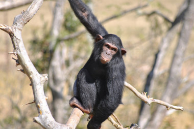 <p>Según el estudio, los chimpancés son altamente cooperativos en su medio / <a href="http:/www.flickr.com/photos/afrikaforce/5187341715/sizes/" target="_blank">Afrikaforce</a></p>