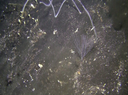 <p>Corales negros (arborescente y látigos) en las inmediaciones de Tagoro / Fotografía con ROV del Instituto Español de Oceanografía </p>
