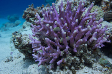 <p><em>Stylophora subseriata</em> en el mar Rojo / <a href="https://www.flickr.com/photos/ratha/14425300755/in/photolist-6i1vfv-9zb9gc-nYHrkZ-e1kPs3-66GufV-oL4p74-8g2uJV-99eyjY-oKogXR-jzQDRr-mmsn1P-avXQvj-aXCs8V-6xSvDL-7JWzpM-ar1n1q-aCXWMz-8NCdUc-jdGpXQ-82FXRH-9y2NPe-9MizkJ-cgaF5-aqgy87-c66uHb-p3ykiz-qes5kE-cgbr7-arKABs-aqAySR-7fsNR9-aPmWpK-aLCQgZ-aqDcTJ-pCTSJr-arcaHZ-7tEw1g-7tJrpj-7tJoBb-7tJif9-auDUgA-auBgyX-auBfDv-auBhdB-aDYGxV-aLCPpF-aMRqrH-aLCHvr-qtJAbU-qesWEE" target="_blank">Ratha Grimes</a></p>