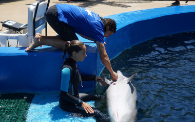 <p>El delfín Lazo del Oceanogràfic se presta a la colocación de los sensores / Fundación Oceanogràfic de Valencia</p>