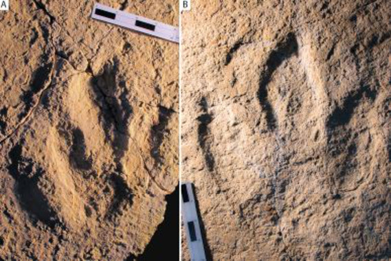 <p>Fotografía de las huellas analizadas: Megalosauripus transjuranicus (A) y Jurabrontes transjuranicus (B). / Matteo Belvedere et al.</p>