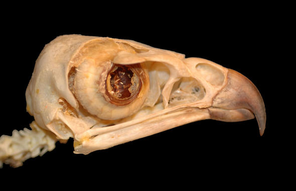 <p>Dinosaurios y reptiles del Mesozoico podían ver en la oscuridad y mantenerse activos durante la noche. <a href="http://www.agenciasinc.es/esl/imagenes/inicio/(imagen)/78616" target="_self">Foto:</a> L. Schmit</p>