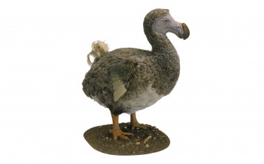 <p>Modelo de dodo que aparecerá en la próxima exposición sobre la relación entre aves y dinosaurios –Dinosaurs among us– del Museo Americano de Historia Natural. / AMNH/C. Chesek</p>