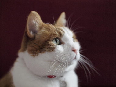 <p>La mayoría de los dueños de gatos eran reacios en admitir que estos animales son perjudiciales para la vida silvestre. / Jenni McDonald, Universidad de Exeter</p>