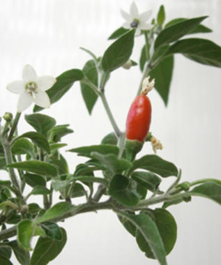 <p>La planta y la flor del chiltepin. Imagen: UPM.</p>