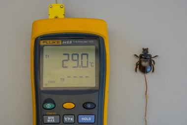 <p>Los científicos han introducido una sonda en el exoesqueleto de un ejemplar vacío que registra la temperatura interna según se somete a diferentes radiaciones (desde los rayos ultra violeta a los infrarrojos). En la imagen, el medidor de temperatura junto a un ejemplar de <em>Ceratophyus hoffmannseggi. </em>/ Jorge M. Lobo y Luis M. Carrascal</p>