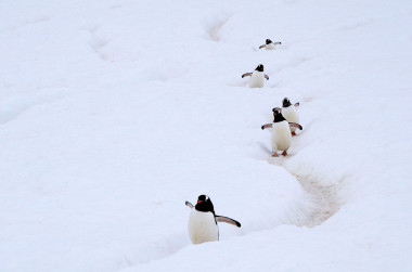 <p>Pingüinos gentú en península antártica / Wikipedia</p>