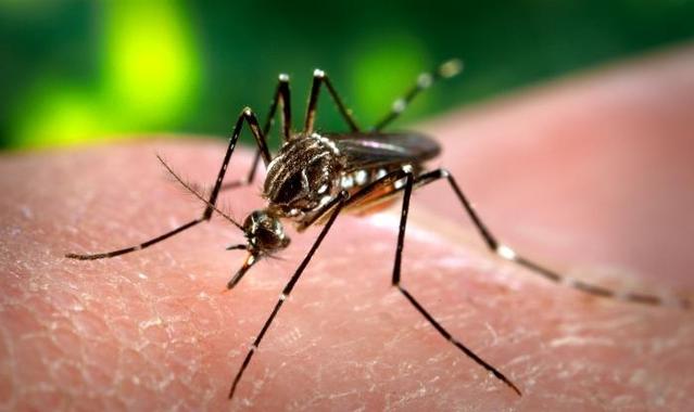 <p>El mosquito <em>Aedes aegypti, </em>responsable de la transmisión del virus. / James Gathany</p>