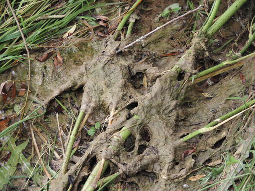 <p><em>Didymosphenia geminata.</em></p>