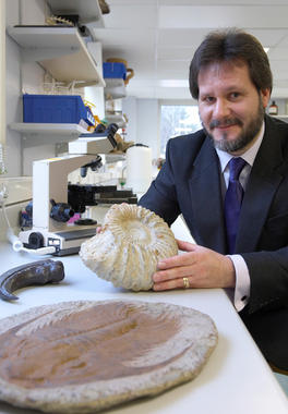 <p>Mathew Wills, de la Universidad de Bath, utilizó métodos estadísticos para establecer la exactitud con la que se ajustan a los árboles evolutivos.</p>