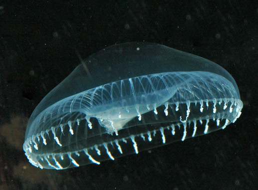 <p>Medusa <em>Aequorea victoria. </em>/ <a href="https://es.wikipedia.org/wiki/Aequorea_victoria#/media/File:Aequorea4.jpg" target="_blank">Sierra Blakely</a></p>