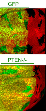 <p>La disminución del gen supresor de tumores PTEN induce al sobrecrecimiento de tejidos y reduce el crecimiento de la población de células vecinas en los primordios del ala en <em>Drosophila</em>. / Laboratorio de Marco Milán</p>