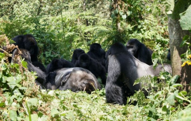 <p>Un grupo de gorilas de Grauer se reúne alrededor del cuerpo de un gorila macho en el bosque del Parque Nacional Kahuzi-Biega. / <a href="/www.gorillafund.org" target="_blank">Dian Fossey Gorilla Fund International</a> </p>