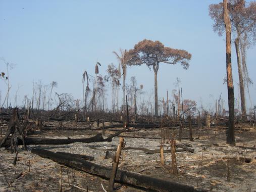 <p>Reciente deforestación en la Amazonia brasileña. / Alexander Lees</p>