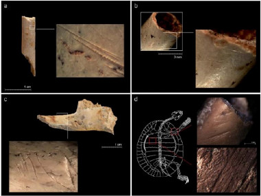 <p>a) incisiones sobre una diáfisis medial de Oryctolagus cuniculus procedente del subnivel XVIIc de la Cova del Bolomor (Tavernes de la Valldigna, Valencia); b) diáfisis medial de un húmero de córvido procedente del subnivel TD10-1 de Gran Dolina (Sierra de Atapuerca, Burgos); c) marcas de corte sobre una mandíbula de Oryctolagus cuniculus procedente del subnivel XVIIc de la Cova del Bolomor; d) visión estereoscópica de las estrías antropogénicas sobre un húmero y la cara ventral del caparazón (placa lateral) de Testudo hermanni procedente del nivel IV de la Cova del Bolomor. Imagen: IPHES.</p>