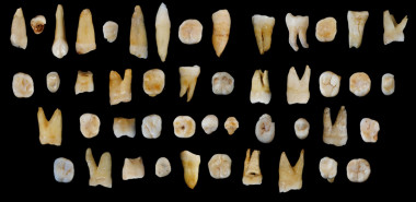 <p>Los 47 dientes hallados en la Cueva de Fuyan (Daoxian, China). / S. Xing X-J. Wu</p>