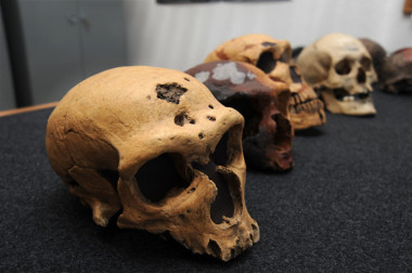 <p>Varios cráneos de neandertales y, al fondo, un cráneo de <em>Homo </em><em>sapiens</em>. Foto: CSIC.</p>