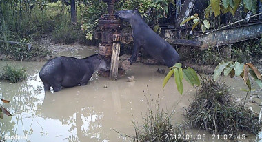 <p/>Tapires bebiendo agua contaminada. / ICTA-UAB / Federación Indígena Quechua del Pastaza.” /><span style=