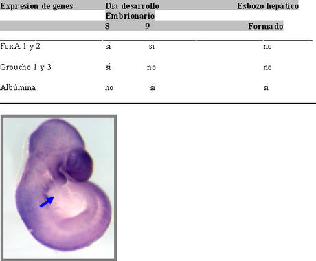 <p>Embrión de 9 días de desarrollo en donde mediante hibridación <em>in situ</em> se observa que la expresión de Grg 1 desaparece de la zona correspondiente al esbozo hepático (flecha azul). En ese momento preciso, comienza la expresión de Albúmina y el correspondiente inicio de la función del hígado. Imagen: UAM.</p>