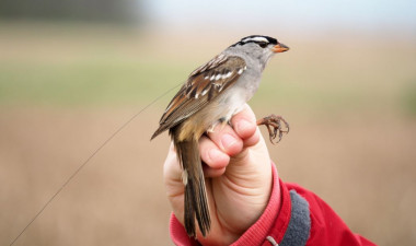 <p>Este pequeño gorrión corona blanca ha participado en el experimento para monitorizar su comportamiento tras el consumo de semillas tratadas con insecticida. El ave lleva un radiotransmisor diminuto para rastrear sus movimientos migratorios. / Margaret Eng</p>