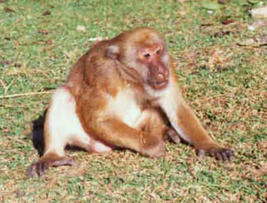 <p>Macaco de Assam macho (<em>Macaca assamensis</em>). Foto: Janekvorik.</p>