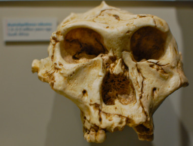 <p>Cráneo de Australopithecus. <a href="http://www.agenciasinc.es/esl/imagenes/inicio/(imagen)/81698" target="_self">Imagen</a>:Chris Devers</p>
