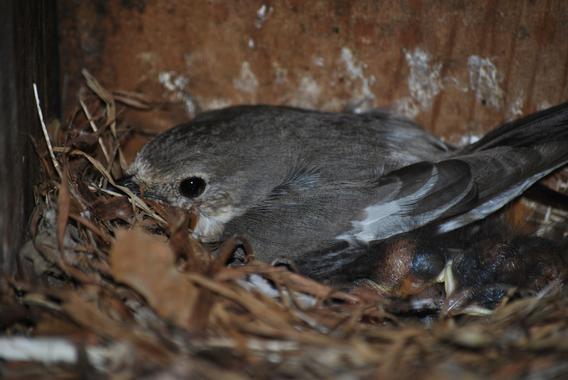 <p>Hembra de papamoscas cerrojillo, <em>Ficedula hypoleuca</em>, en el interior de la caja nido. / Alejandro Cantarero</p>