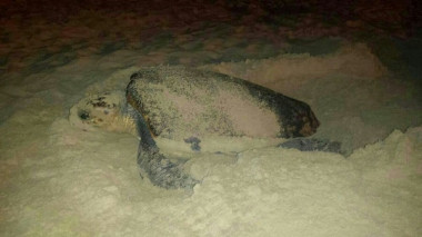 <p>El nuevo trabajo rompe la visión más clásica sobre el comportamiento reproductor de la tortuga boba / UB-IRBio</p>