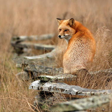 <p>Los mamíferos carnívoros como el <a href="http://plataformasinc.es/index.php/esl/imagenes/inicio/(imagen)/54759" target="_self">zorro (<em>Vulpes vulpes</em>)</a> también consumen semillas. Foto: Minette Layne.</p>