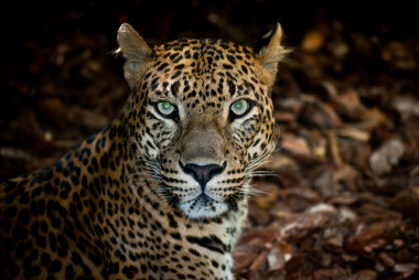 <p>A lo largo de un periodo de 10 días, los mamíferos que habitan zonas de impronta humana relativamente alta solo cubren de la mitad a un tercio de la distancia recorrida por mamíferos que viven en paisajes más naturales / <a href="https://www.flickr.com/photos/oncho88/" title="Ir a la galería de Olmo1981" target="_blank">Olmo1981</a></p>