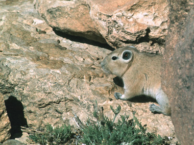 <p>Juvenil <em>de Ctenodactylus gundi</em> en Djemina (Argelia) / P. Gouat</p>