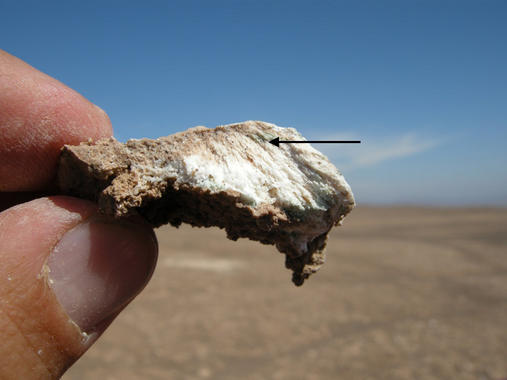 <p>Vida microbiana en una costra de yeso. Foto: MNCN.</p>