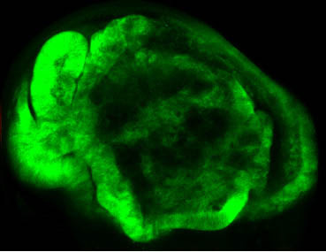 <p>La sobreexpresión del gen Serpent en el ala de <em>Drosophila </em>provoca un sobrecrecimiento permanente y es suficiente para inducir tumores. / Kyra Campbell, IRB Barcelona</p>