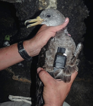 <p>Entre 2007 y 2015 se marcaron 460 pardelas con GPS y otros dispositivos de seguimiento que han revelado más de un millón de localizaciones. / José Manuel Arcos, SEO/BirdLife)</p>