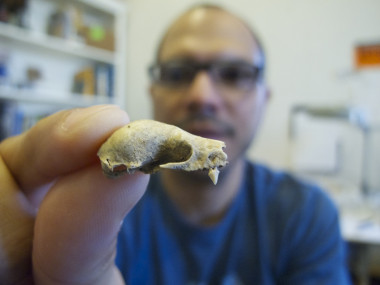 <p>J. Ángel Soto-Centeno examina un fósil de murciélago de la especie Brachyphylla nana. / J.A. Soto-Centeno</p>