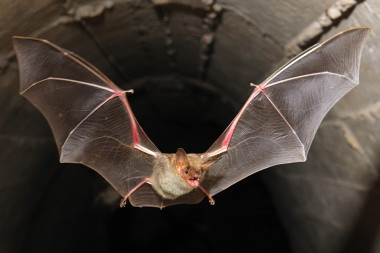 <p>Murciélago <em>Myotis myotis</em> (Carlos González Revelles). / PRINUM</p>