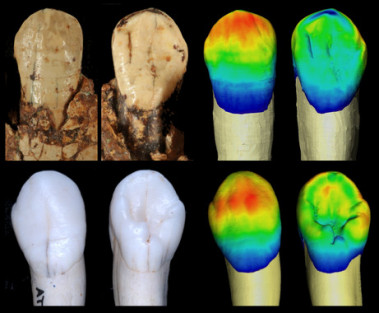 <p>Dientes fósiles. / García Campos et al.</p>