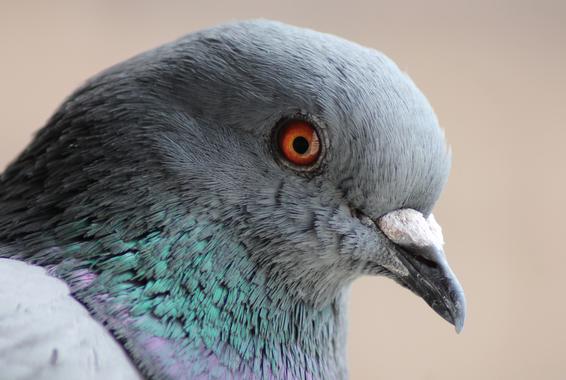 <p>Una paloma. / <a href="http://commons.wikimedia.org/wiki/File:Columba_livia_(Madrid,_Spain)_006.jpg" target="_blank">Wikipedia</a> </p>