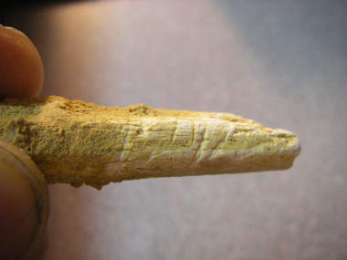 <p>Hueso de un brazo de un neandertal con marcas de corte hallado en la cueva de El Sidrón (Asturias). / Thomas Higham.</p>