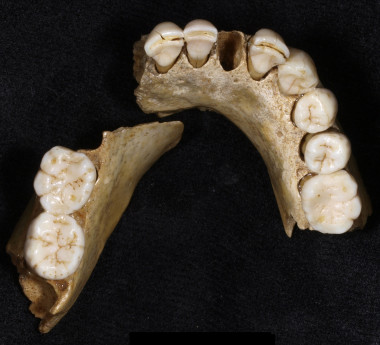 <p>Mandíbula neandertal de Valdegoba. Imagen: Centro de Evolución y Comportamiento Humanos (UCM-ISCIII).</p>
