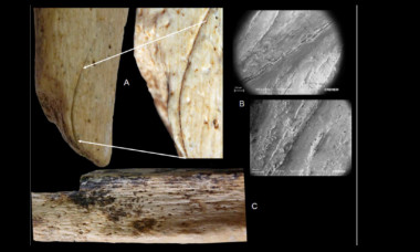 <p>Marcas halladas en el fósil del peroné, perteneciente a un neandertal adulto. / M.D. Garralda et al</p>
