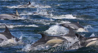 <p>Delfines comunes en el Océano Índico. / Stephanie Plön </p>