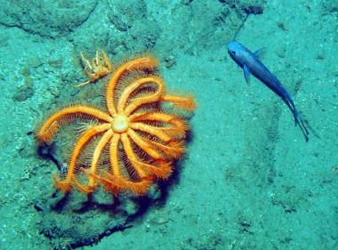 <p>Los océanos han absorbido cerca del 25% del CO<sub>2</sub> emitido por el hombre, lo que ha alterado la química de los mares y océanos. Imagen: IEO.</p>