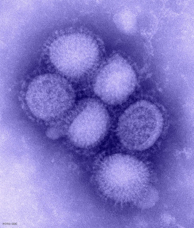
<!-- START: including template: extension/sinc/design/ezwebin/templates/content/datatype/view/ezxmltags/paragraph.tpl (design:content/datatype/view/ezxmltags/paragraph.tpl) -->
<p> Imagen del virus de la gripe A.</p>
<!-- STOP: including template: extension/sinc/design/ezwebin/templates/content/datatype/view/ezxmltags/paragraph.tpl (design:content/datatype/view/ezxmltags/paragraph.tpl) -->
