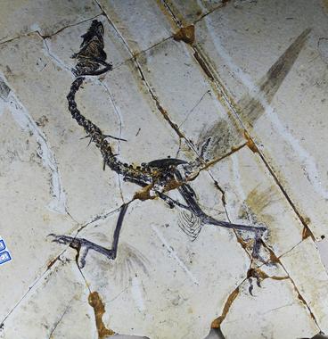 <p>Fósiles de pájaros primigenios con cuatro alas. / Xing Xu</p>